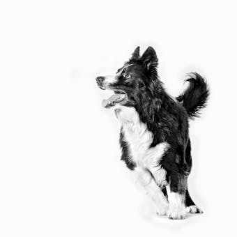 border collie adult sporting shn emblematic