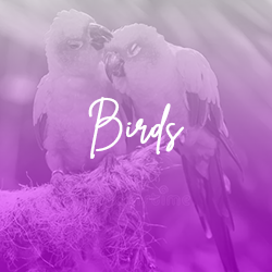 birds_1134822676