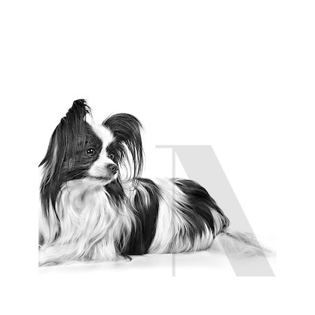 papillon-continental-spaniel-toy-adut-size-emblematic-shn