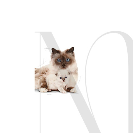 sol-babycat-dry-emblematic-b1
