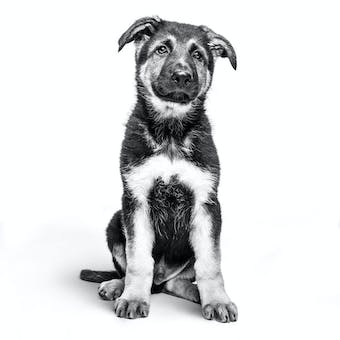 german shepherd puppy brand breed emblematic