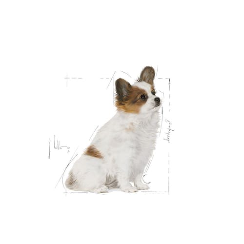 xs pu illustr facing shn17